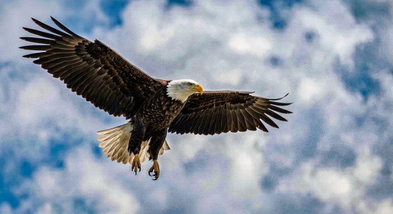Bald Eagle Flight Wildlife AI Prompt example
