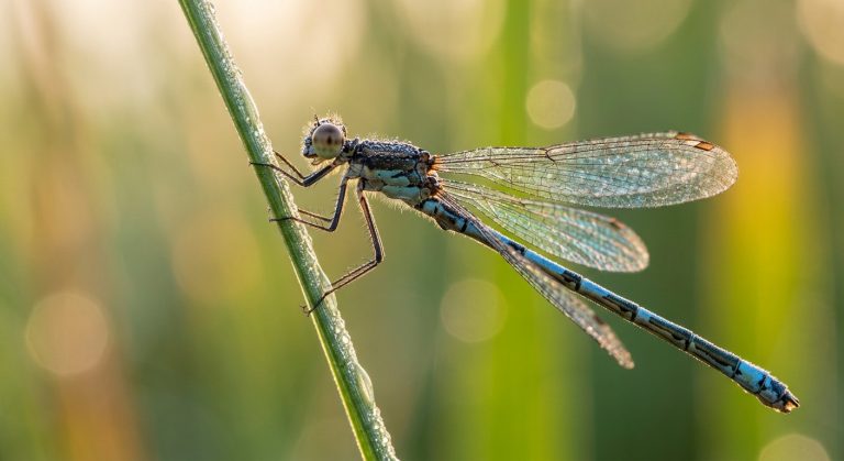Macro Dragonfly Photography AI Prompt example